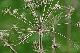 efflorescence and withered hogweed by wil spijker