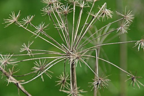 uitgebloeid en verdord  berenklauw