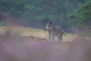 Sanglier dans la bruyère pourpre