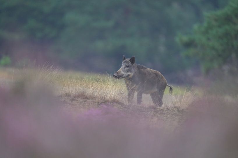 Wild boar in the purple heather by Larissa Rand