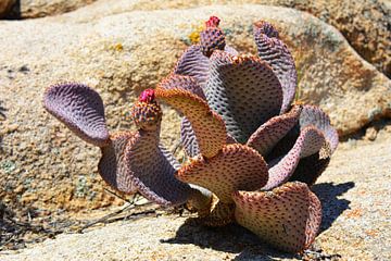 Stilleven paarse cactus van My Footprints