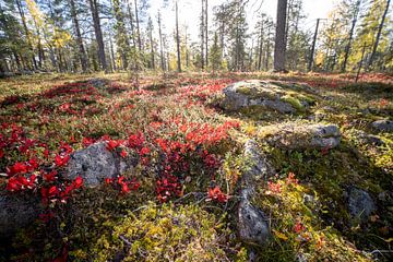 De roodbegroeide bodem van Zweeds Lapland van Karin de Jonge
