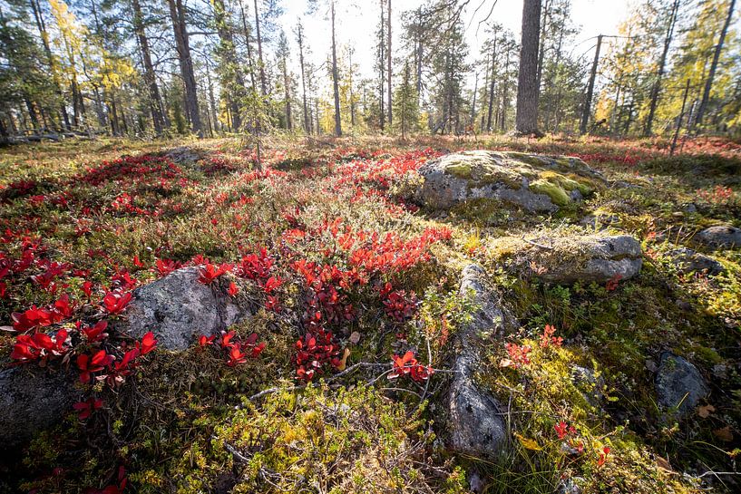Die rote Erde in Schwedisch-Lappland von Karin de Jonge