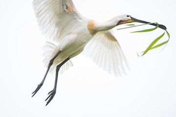Spoonbill with nesting material by Jarno van Bussel