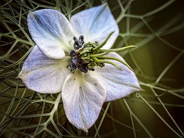 Little Miss in Green by Rob Boon