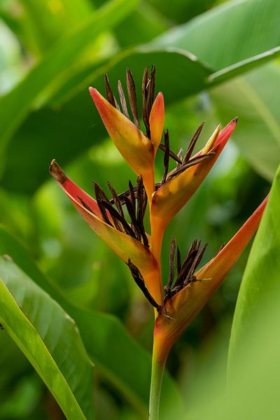 Exotic by Ellinor Creation
