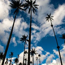 Palmbomen van Oscar Leemhuis