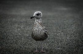 Seemöwe am Strand von Ilona Water