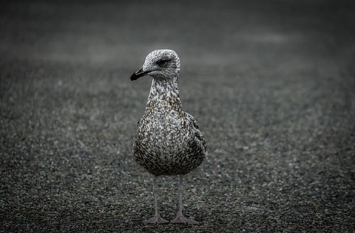 Zeemeeuw aan het strand