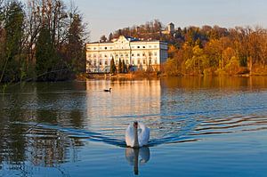 Ein Schwan im Leopoldskroner Weiher von Christa Kramer