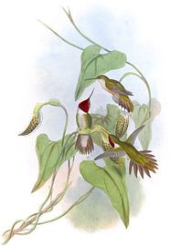 Porteur de flamme à grande queue, John Gould