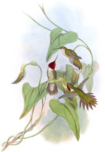 Breitschwanzflammträger, John Gould