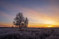 Winter sunrise in the Regte Heide in Brabant