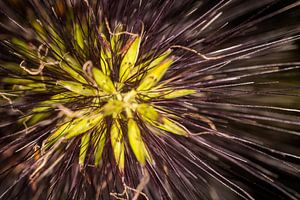Grasblüte