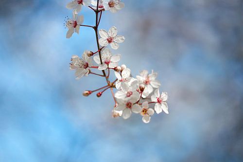 Spring is on its way