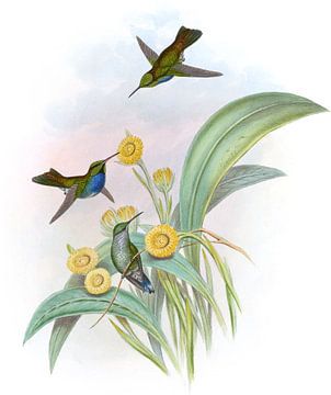Zwart-throated Damophila, John Gould van Hummingbirds