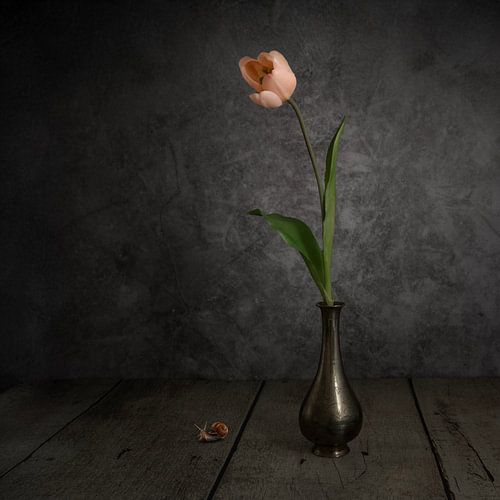 Stilleven met Zalmkleurige Tulp en Slak