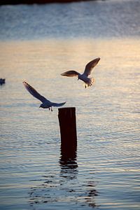 Mouettes en vol