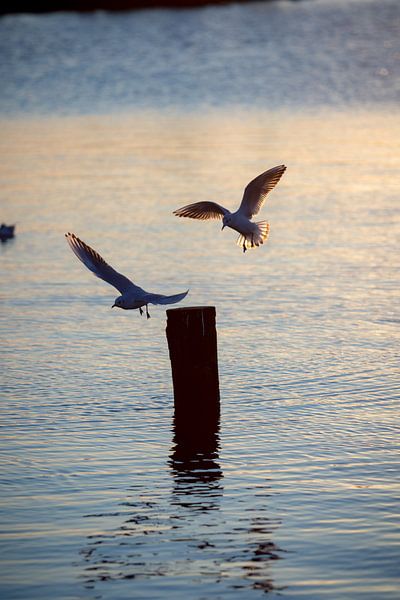 Fliegende Möwen von thomaswphotography