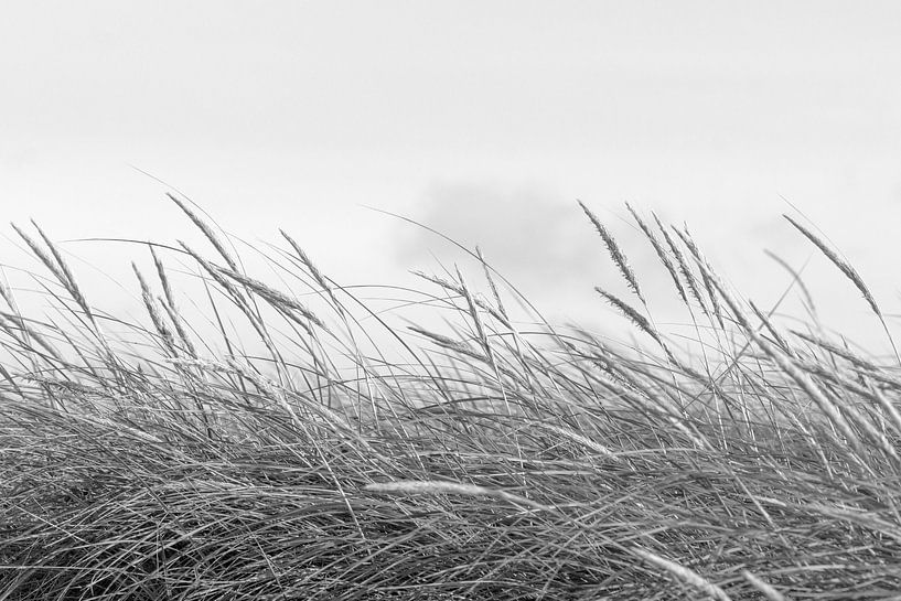dune grass by Kirsten Warner