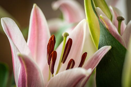 Lelie van jacky weckx