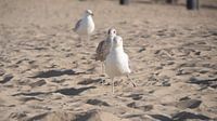 Seagull dance on the beach