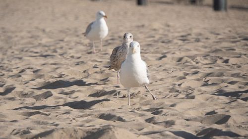 Möwen tanzen am Strand