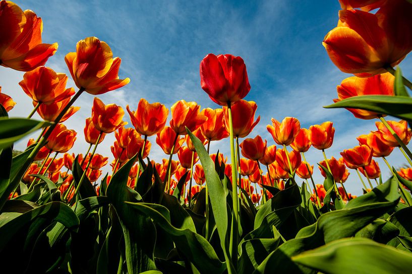 Hollandse Tulpen tegen de Hemel par Brian Morgan