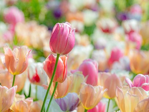 Tulpen bloemen