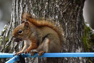 A red squirrel near the maple forest by Claude Laprise