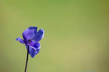 Anemone im Wind von Tanja van Beuningen