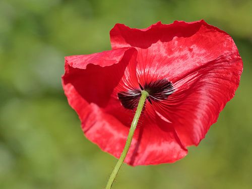 Rode klaproos of papaver van onder gezien