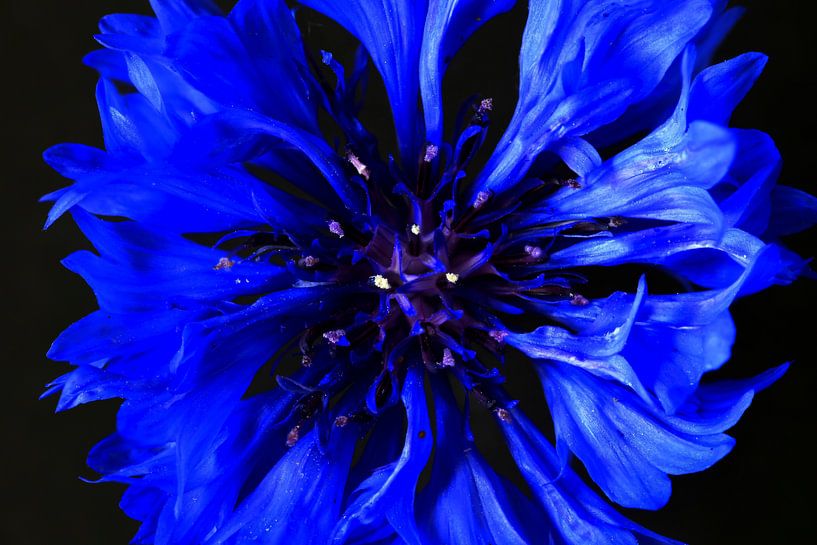 Fleur de bleuet par Thomas Jäger