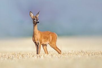 Female deer standing on harvested wheat field in summer by Mario Plechaty Photography
