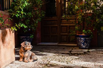 Zonnebadend hondje in de pitoreske straatjes van Sevilla van Sanne Vermeulen