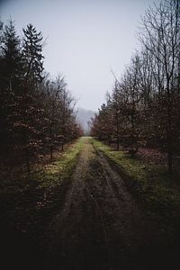 Waldweg
