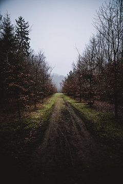 Bos pad van Van Renselaar Fotografie