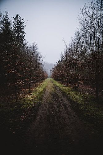 Chemin forestier