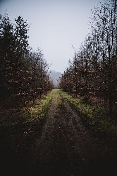 Forest path by Van Renselaar Fotografie