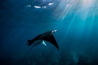 The flying giant manta ray