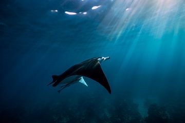 The flying giant manta ray