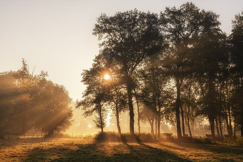 Zonsopgang in de Mist