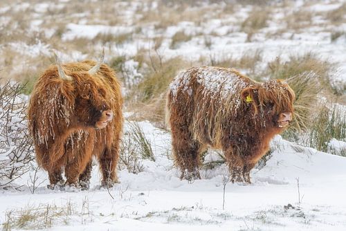 Les Highlanders écossais dans la neige