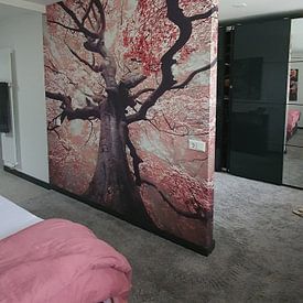 Customer photo: The blossomed witch by Rob Visser, as wallpaper