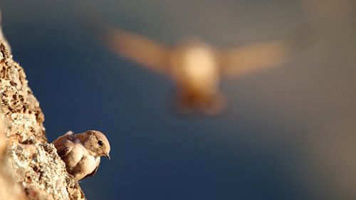 Rock swallows on a cliff under 'Castillo de Puebla de Alcocer