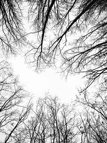 regarder vers le haut sur thomas van puymbroeck