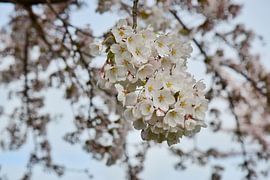 Japanse kersenbloesem Sakura van Corine Dekker