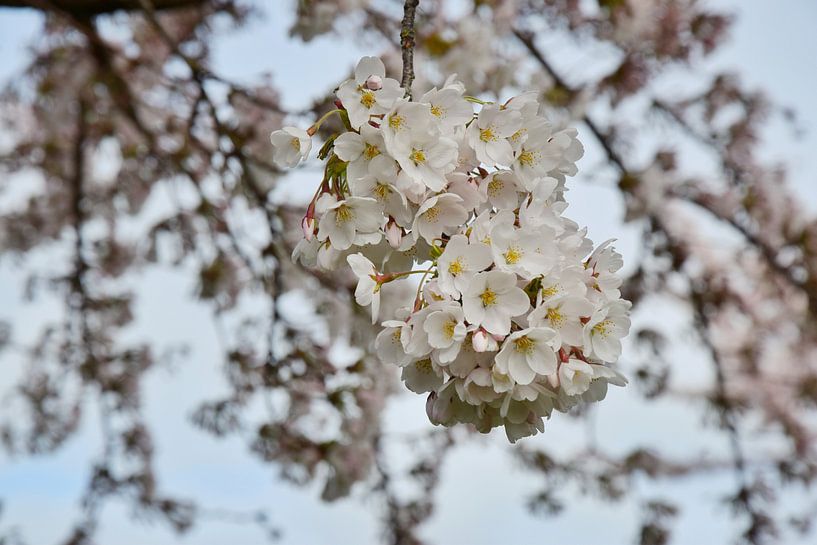 Japanische Kirschblüte Sakura von Corine Dekker