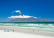 Meeuw en vliegers boven het strand van Bloubergstrand met Kaapstad en de tafelberg op de achtergrond van Teun Janssen thumbnail
