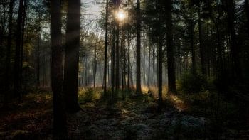 Im Wald